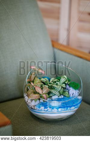 Florarium Made Of Glass Sphere With Succulents And Hypoestes Of Different Varieties. Decorative Comp