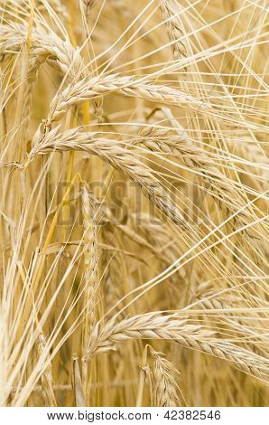 Hordeum Distichon, Barley, Spikes