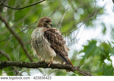 A Red Tailed Hawk Sitting In A Tree.