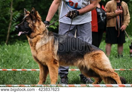 Dog Show Of Long Haired German Shepherd And Handler Who Helps To Put It Correctly And Beautifully On