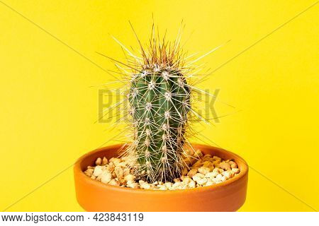 Small Stetsonia Coryne Cactus In Flower Pot On Yellow Background.