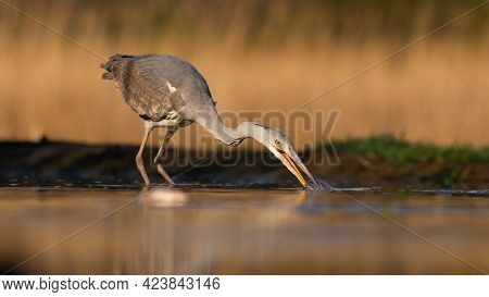 Grey Heron Stretching Neck And Taking A Fish Out Of Water During Morning Hunt
