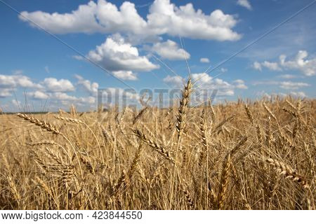 Ears Of Rye In The Field At Sunny Day With Blue Clowdy Sky