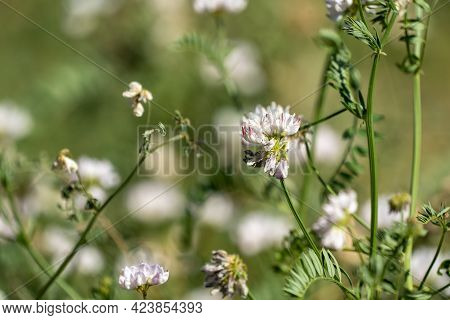 Crown Vetch Flowers In Selective Focus, Growing In The Summer. This Is An Invasive Species In North 