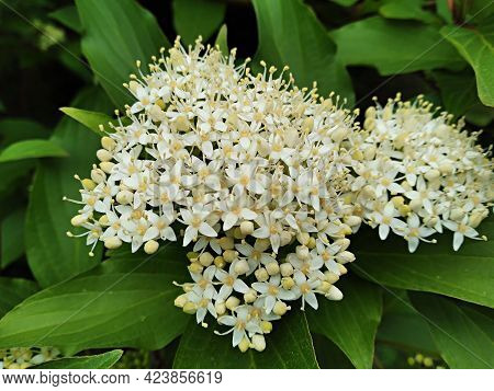 White Flowers Of Cornus Alba Shrub, Known As Red Barked, White Or Siberian Dogwood (swida Alba), And