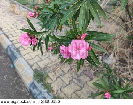 A Beautiful Garden Pink Colour Flowers Plant