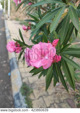 A Beautiful Garden Pink Colour Flowers Plant