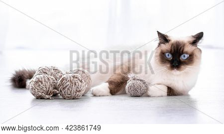 Adorable ragdoll cat with beautiful blue eyes lying on the floor with yarn balls. Portrait of breed feline pet with thread. Beautiful purebred domestic animal indoors