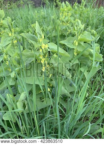 Aristolochia Clematitis Or European Birthwort, Twining Plant With Hear-shaped Leaves And Pale Yellow