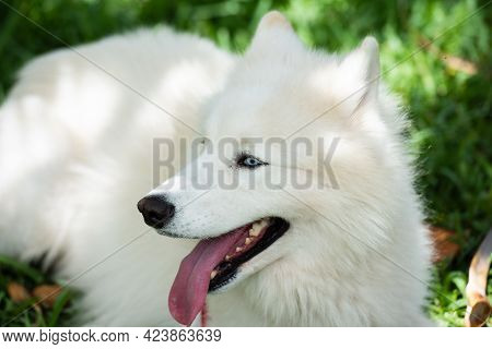 Beautiful Samoyed Laika. Cute Smiling White Dog Or Bjelkier, Playful Pet Outdoors.