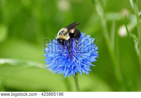 Close-up Of A Bee Pollinating A Beautiful Blue Bachelor's Button Flower