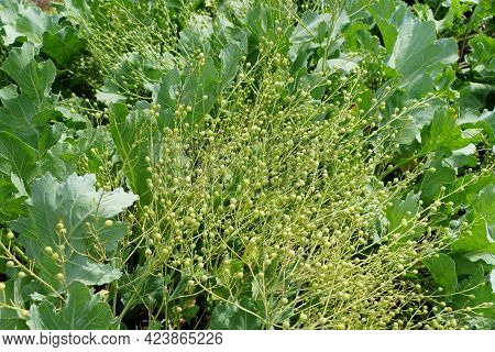 Sea-kale, Known With Scientific Name Crambe Maritima