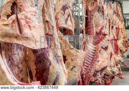 Chopped Beef Carcasses. Large Chunks Of Cow Carcasses Hang From An Overhead Conveyor.