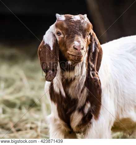 Closeup portrait of buer goat baby standing on the nature and looking at the camera