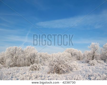 Foresta d'inverno