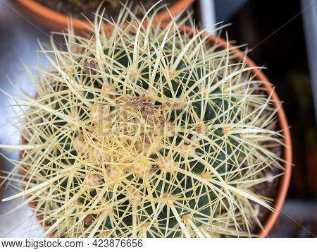 Cactus With Needles In A Pot Top View. Home Plants