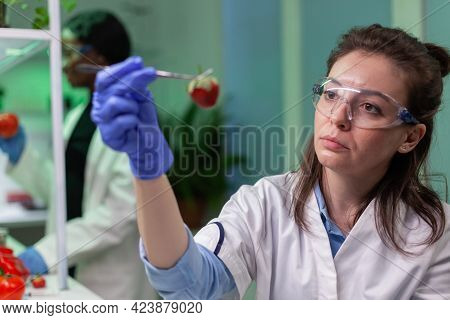 Scientist Chemist Checking Strawberry Using Medical Tweezers Working In Biotechnology Laboratory. Bi