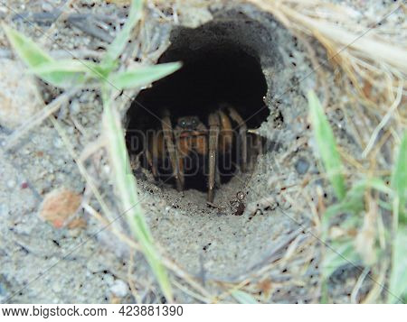 Photography Of  Iberian Tarantula Spider Nest. Lycosa Tarantula.