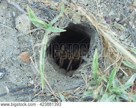 Photography Of  Iberian Tarantula Spider Nest. Lycosa Tarantula.