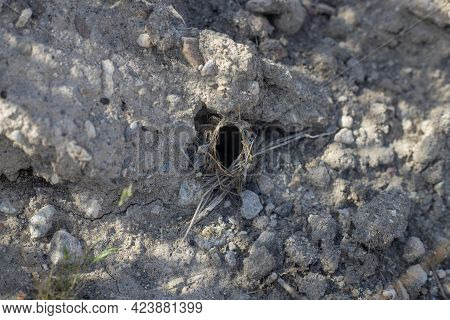 Photography Of  Iberian Tarantula Spider Nest. Lycosa Tarantula.