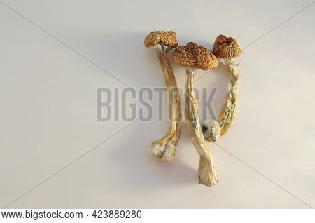 Psilocybe Cubensis Mushrooms Isolated On White Background. Psilocybin Psychedelic Magic Mushrooms Go
