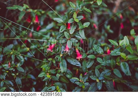Native Australian Plant Outdoor In Sunny Backyard