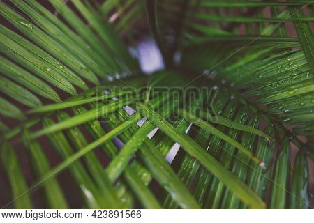 Close-up Of Majestic Palm Leaves Growing Into Each Other In Sunny Backyard