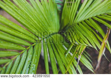 Close-up Of Majestic Palm Leaves Growing Into Each Other In Sunny Backyard