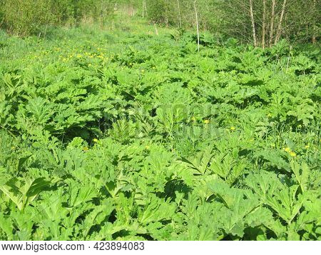 Thickets Of Poisonous Hogweed (heracleum Sosnowskyi) In The Spring