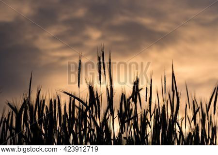 Closeup Of The Grainfield Silhouette At Sunset