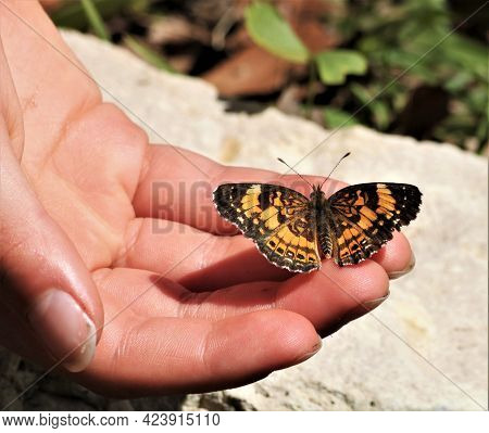 Close-up Of A Silvery Checkerspot Butterfly, With Wings Spread Open, Is Resting On The Fingers Of A 