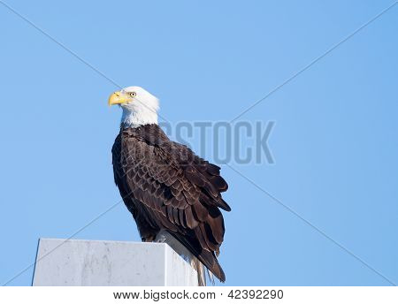 WeiÃŸkopfseeadler, florida