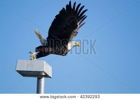 sÃ¼dlichen WeiÃŸkopfseeadler (Haliaeetus Leucocephalus)