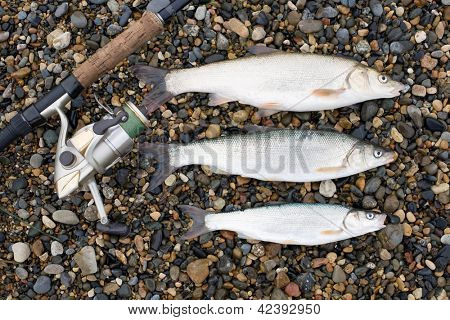 Marine fernöstliche Hasel und Spinnerei auf Kies.