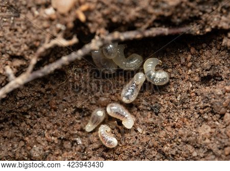 A Small Pile Of Ant Eggs Or Larva Lying On The Ground.