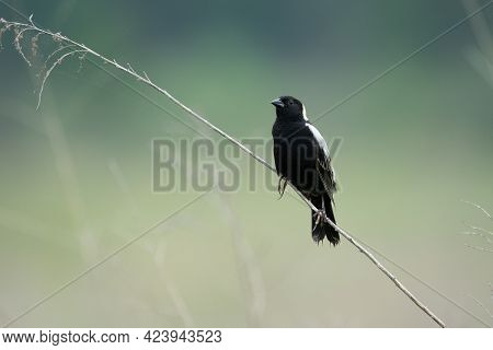 A Bobolink Sitting On A Dried Grass Stalk In An Open Field.
