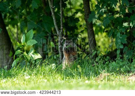 A Groundhog Sitting In The Bushes And Eating Leaves.