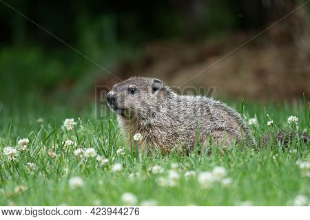 A Groundhog Standing In A Patch Of Clover In The Lawn.