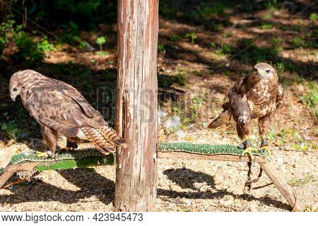 Falcon near village Hortobagy, NP Hortobagy, Hungaria