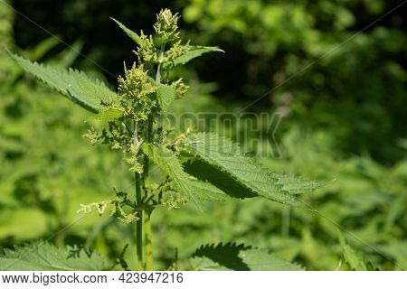 Blooming Nettles In A Forest Glade, On A Sunny Day