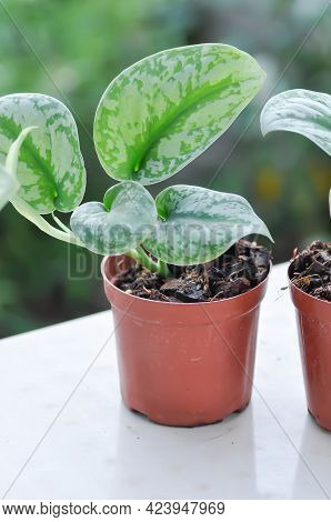 Satin Pothos, Silver Hilodendron Or Scindapsus Pictus Hassk Or Argyreus Plant