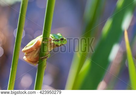 Hyla Arborea - Green Tree Frog On A Stalk. The Background Is Green. The Photo Has A Nice Bokeh.