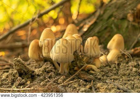 Selective Focus Shot Of Mica Cap - Coprinellus Micaceus Mushrooms In A Forest