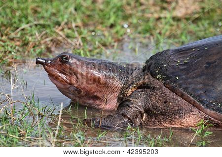 Miękkiej skorupie Turtle