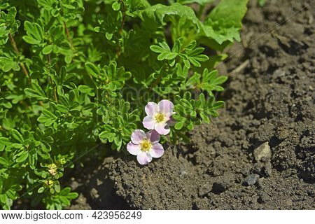 Pink Flower Lapchatka Is One Of The Varieties Of Herbaceous Plants Of The Family Rosaceae.