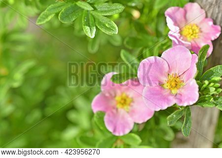 Pink Flower Lapchatka Is One Of The Varieties Of Herbaceous Plants Of The Family Rosaceae.