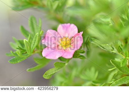 Pink Flower Lapchatka Is One Of The Varieties Of Herbaceous Plants Of The Family Rosaceae.