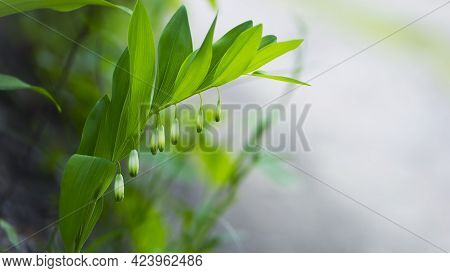 Polygonatum Odoratum, Polygonatum Officinale, White Forest Flowers In Bloom, Springtime Wild Floweri