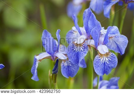 Irideae. Purple Iris Flowers Are Blooming In The Garden. Blue And Purple Flowers In The Garden. Macr