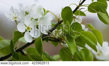 Pear Flowers. Blooming Tree In The Garden. White Delicate Flowers And Green And Young Leaves. Malina
